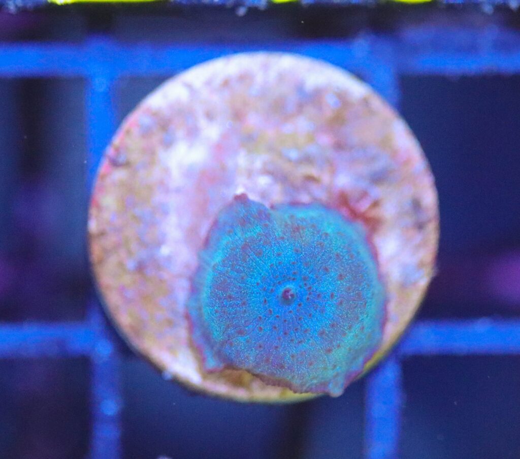 Frag Box Corals