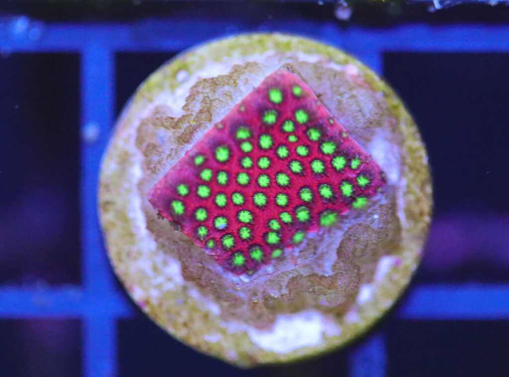Frag Box Corals