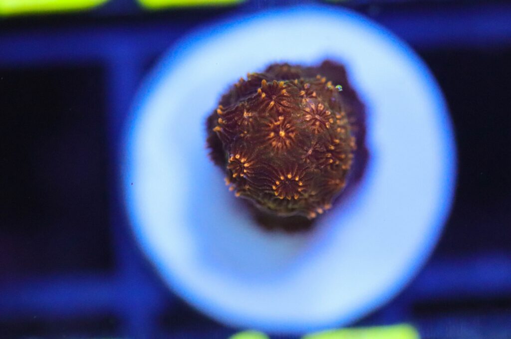 Frag Box Corals