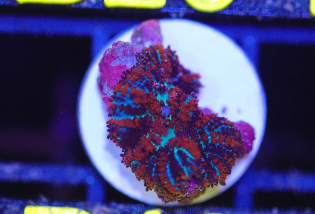 Frag Box Corals