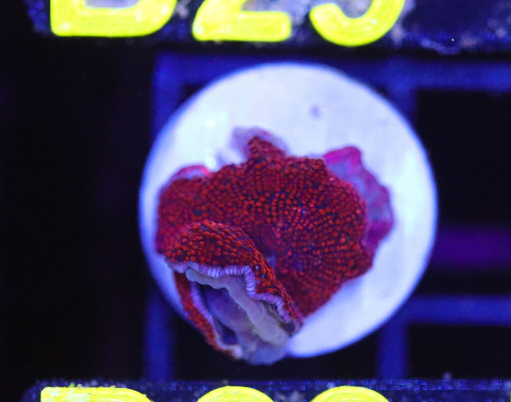 Frag Box Corals