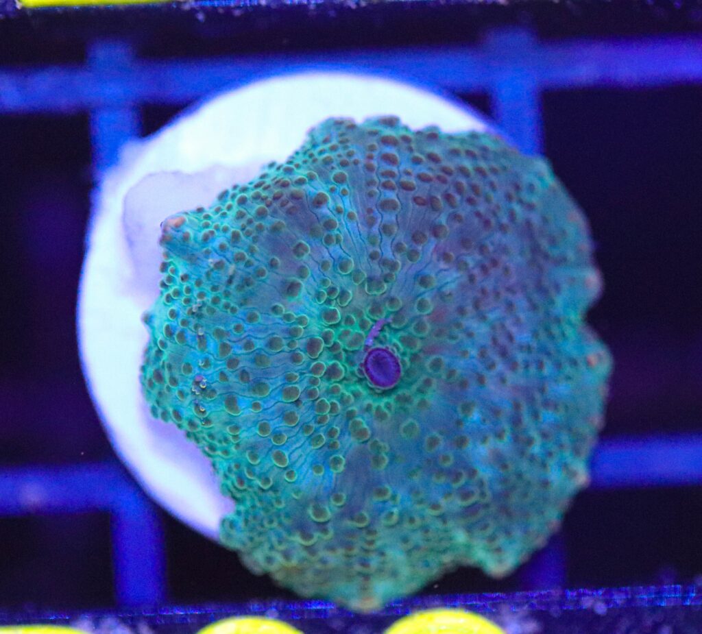 Frag Box Corals
