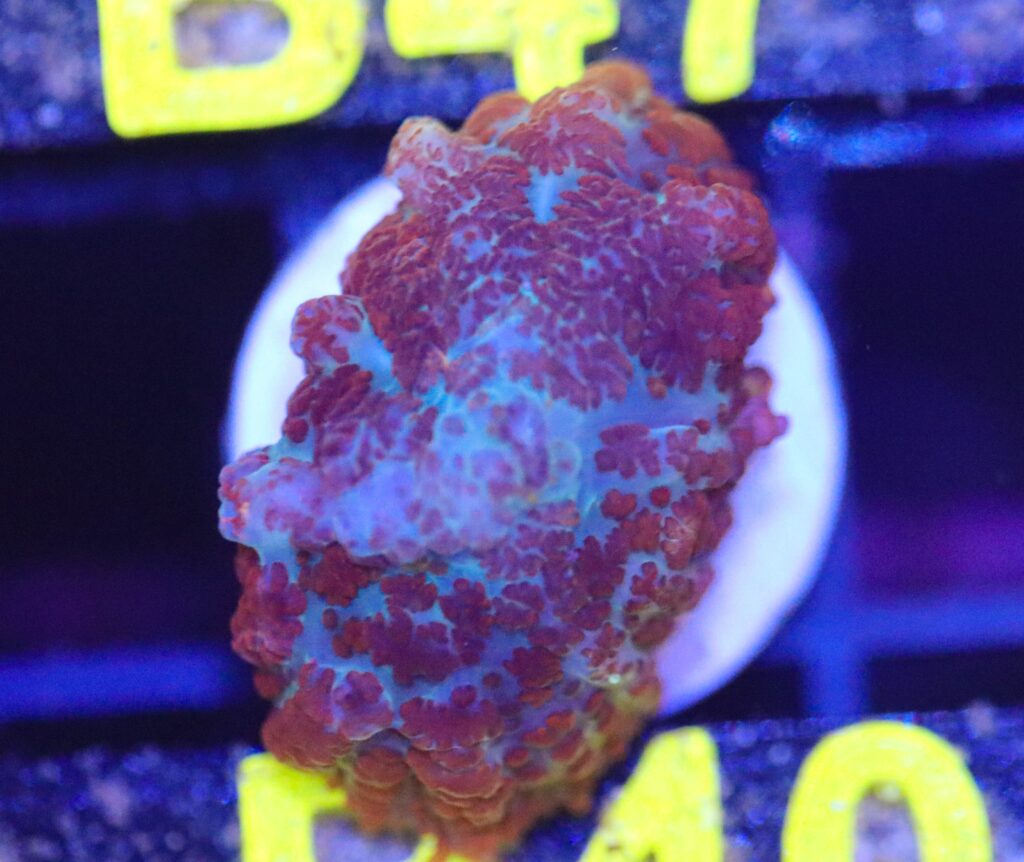 Frag Box Corals