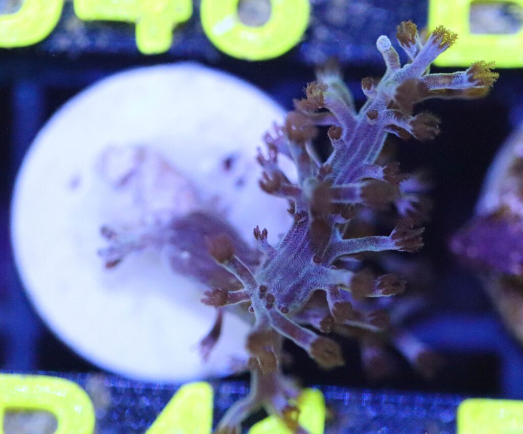 Frag Box Corals