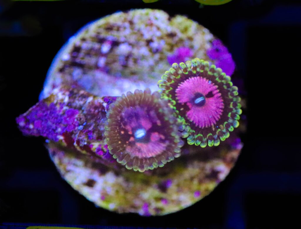 Frag Box Corals