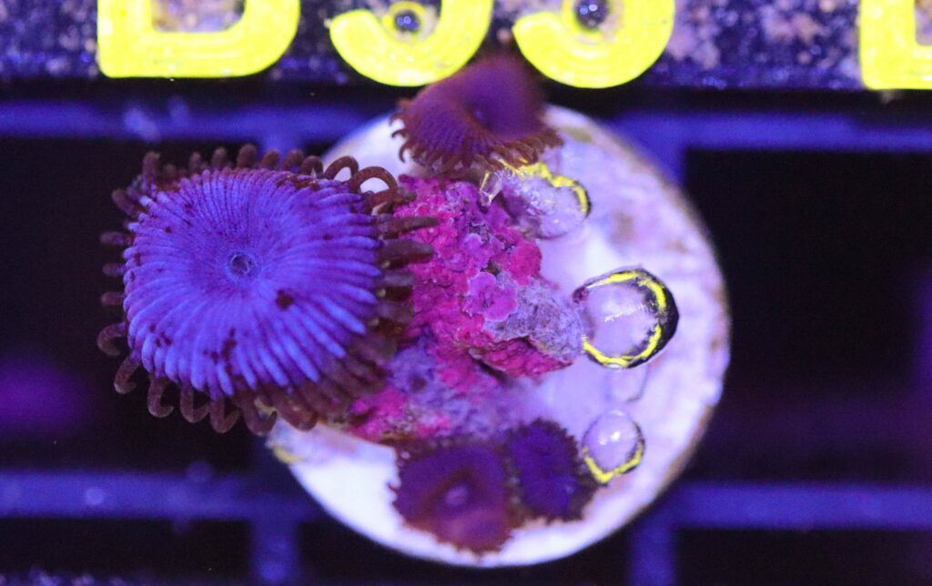 Frag Box Corals
