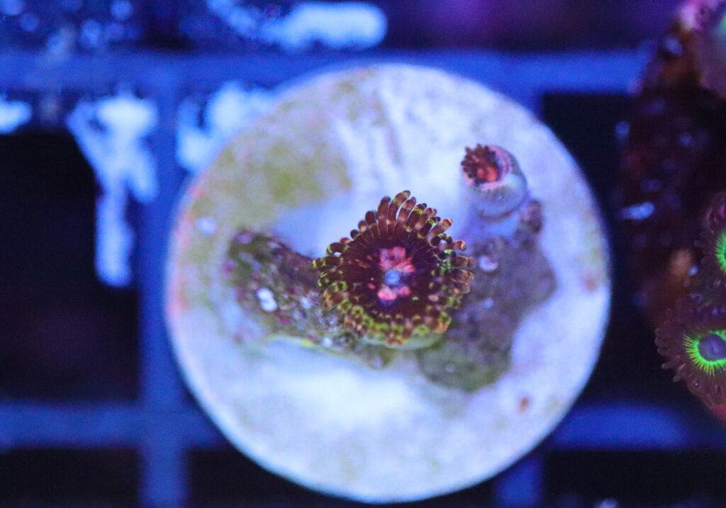 Frag Box Corals