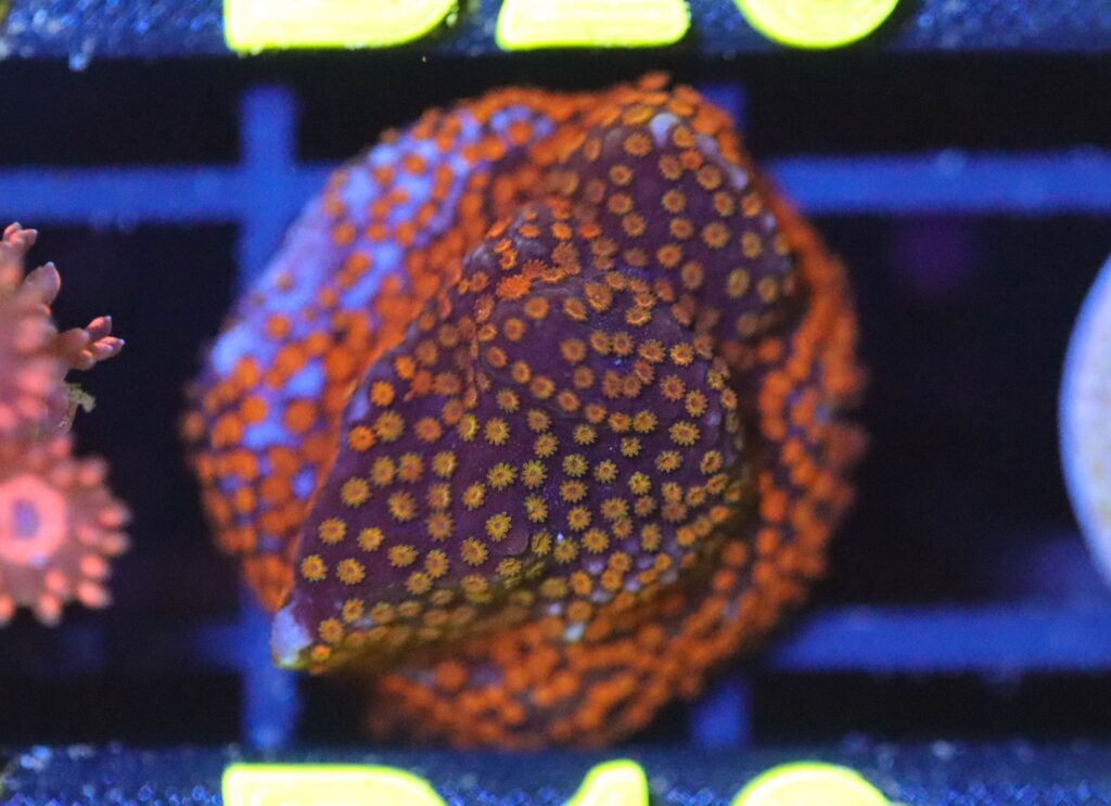 Frag Box Corals