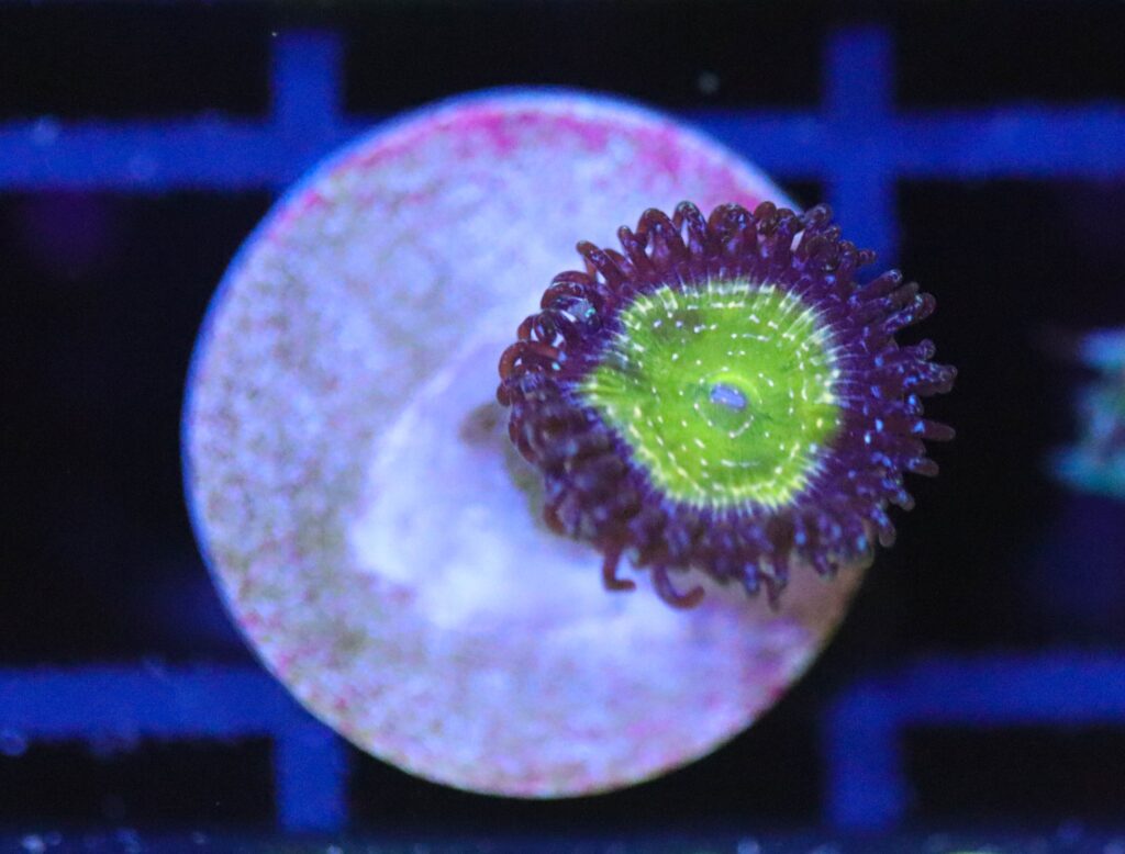 Frag Box Corals