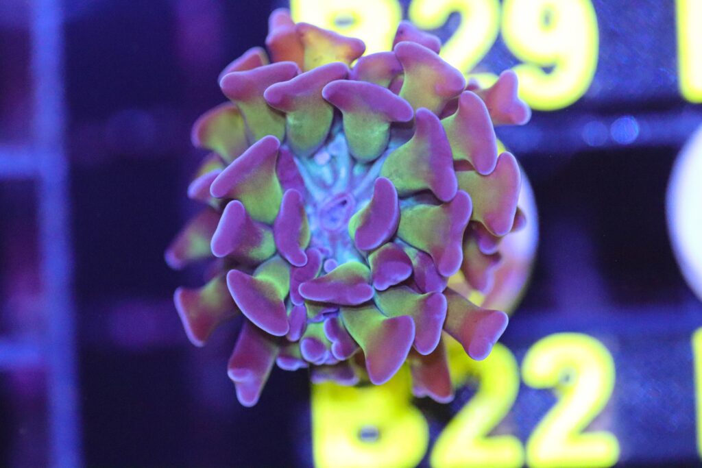 Frag Box Corals