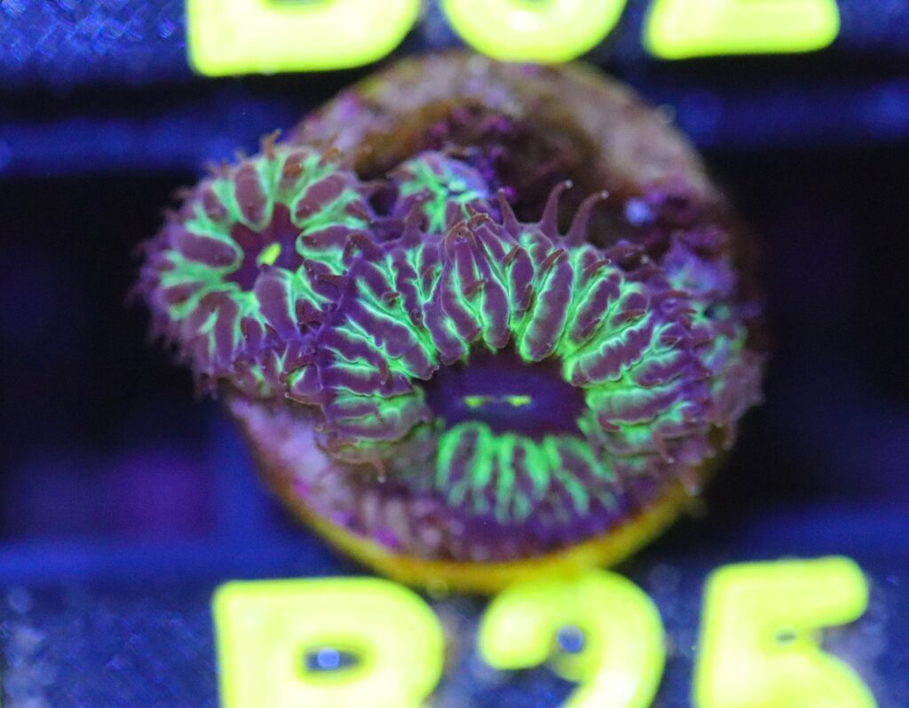 Frag Box Corals