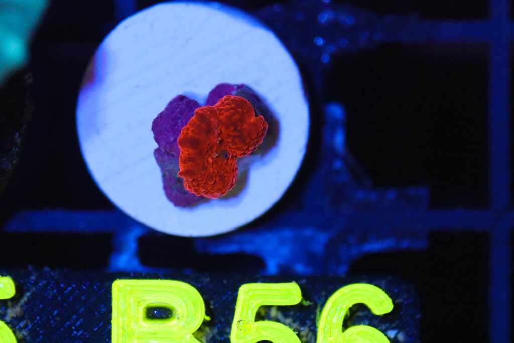 Frag Box Corals