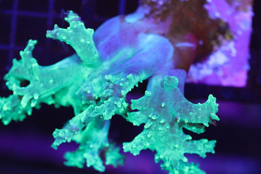 Frag Box Corals
