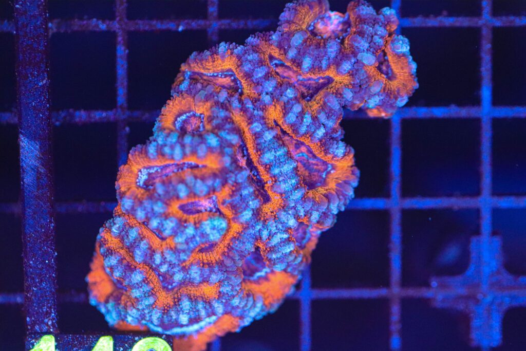 Frag Box Corals