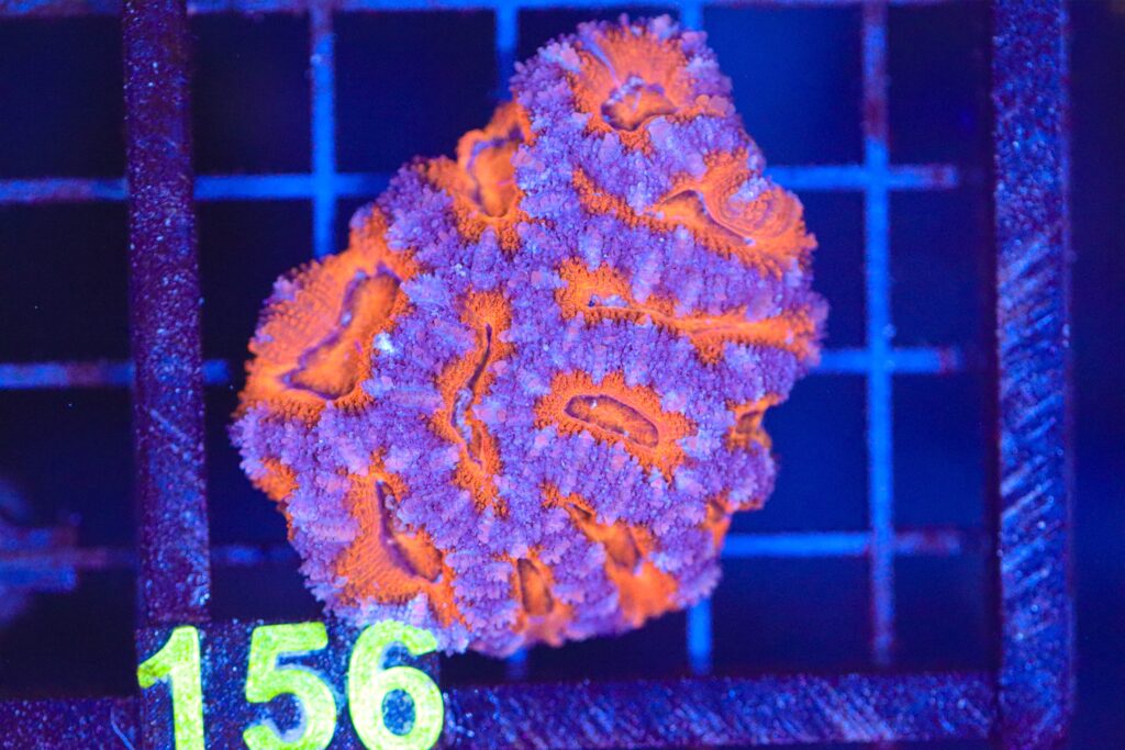 Frag Box Corals