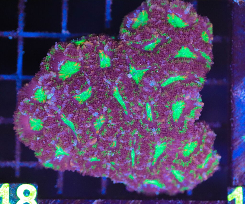 Frag Box Corals