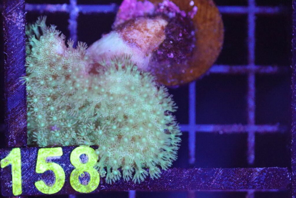 Frag Box Corals