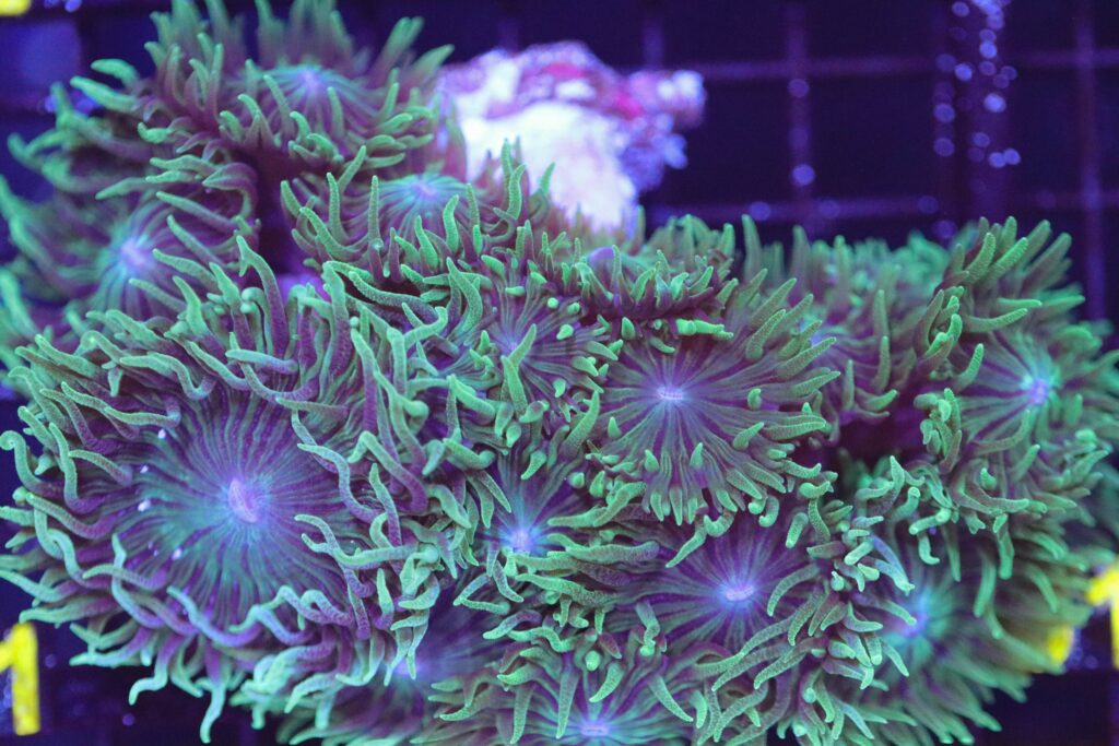 Frag Box Corals