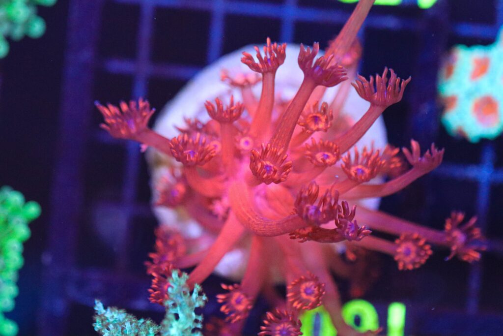 Frag Box Corals