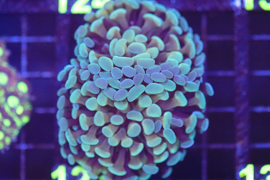 Frag Box Corals