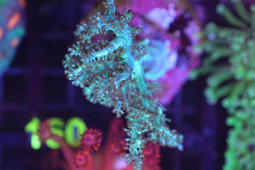 Frag Box Corals