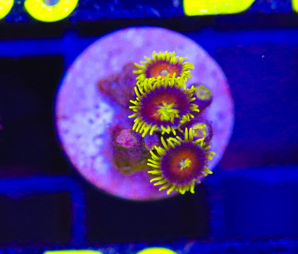 Frag Box Corals