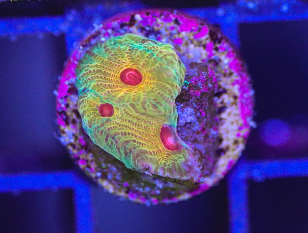 Frag Box Corals