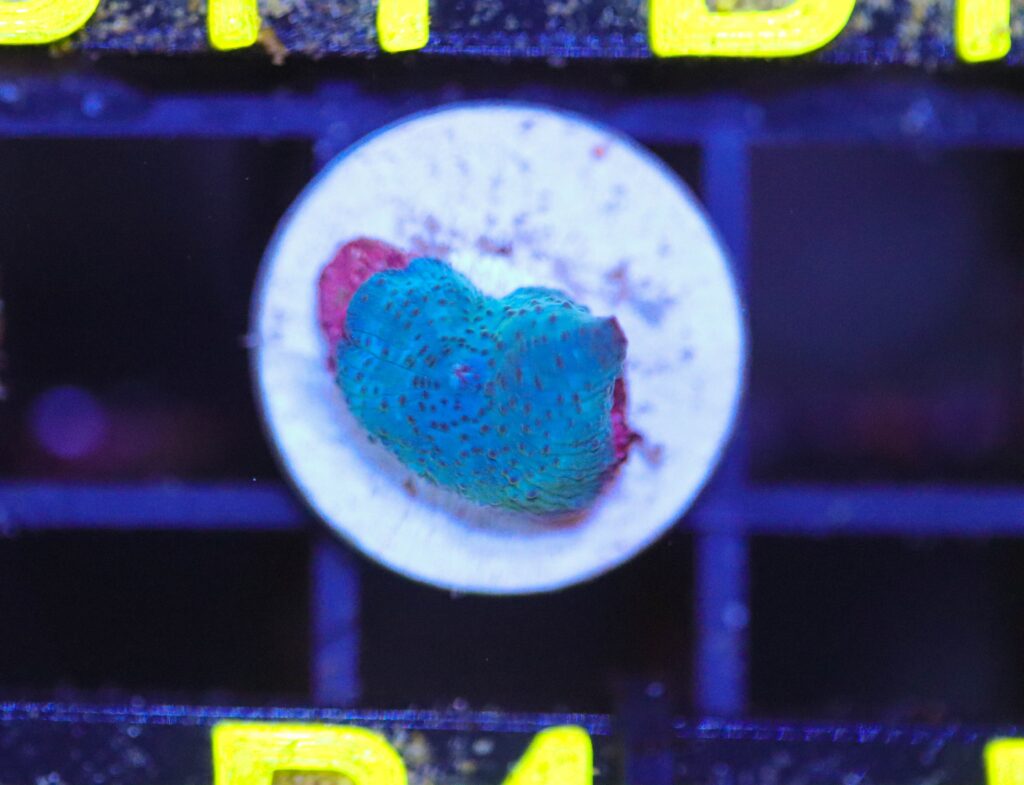 Frag Box Corals
