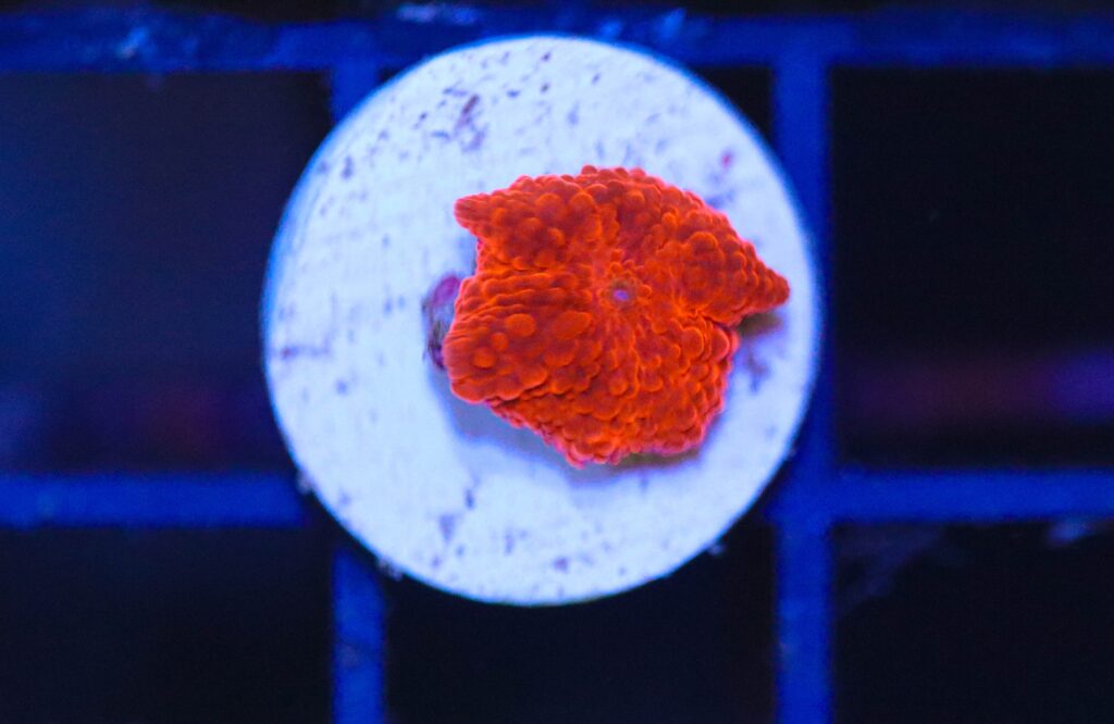 Frag Box Corals