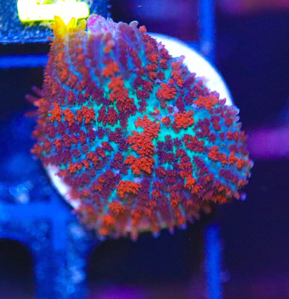 Frag Box Corals
