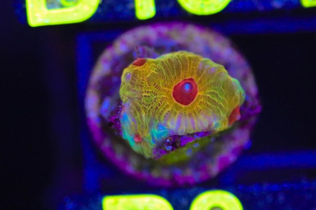 Frag Box Corals