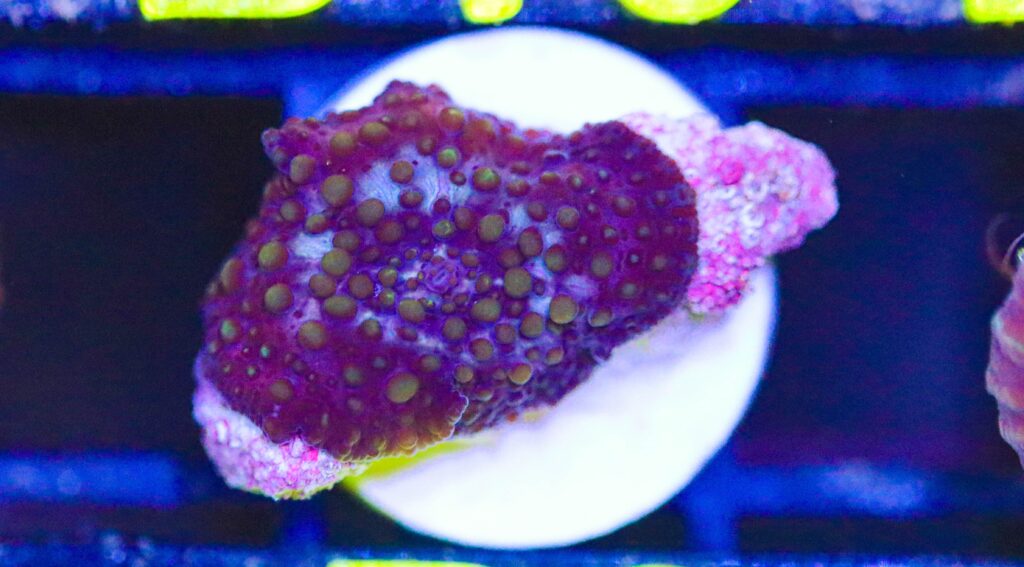 Frag Box Corals