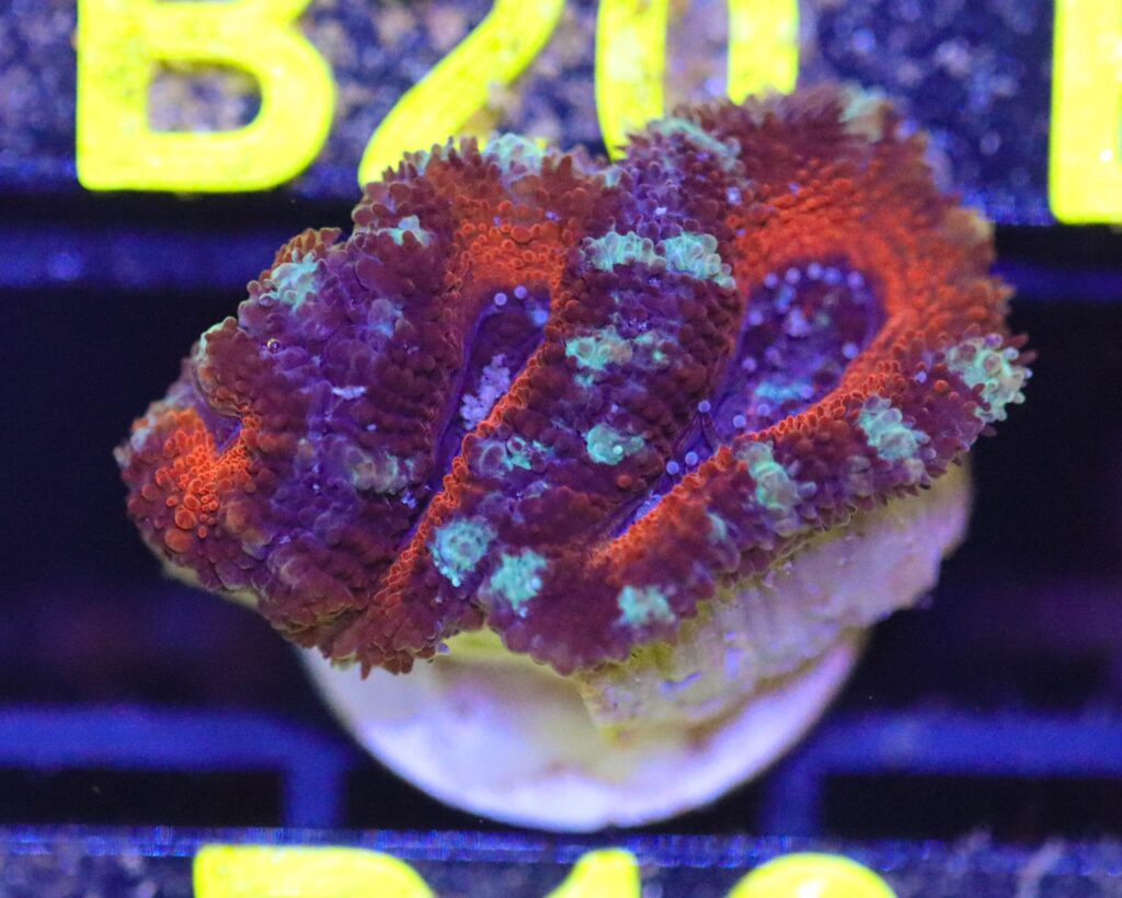 Frag Box Corals