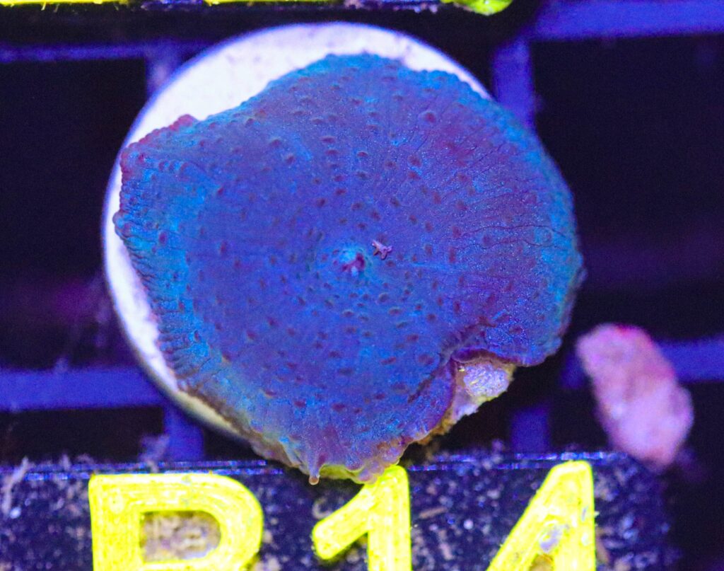 Frag Box Corals