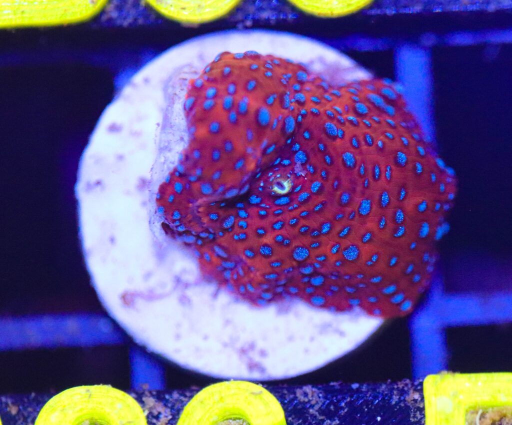 Frag Box Corals
