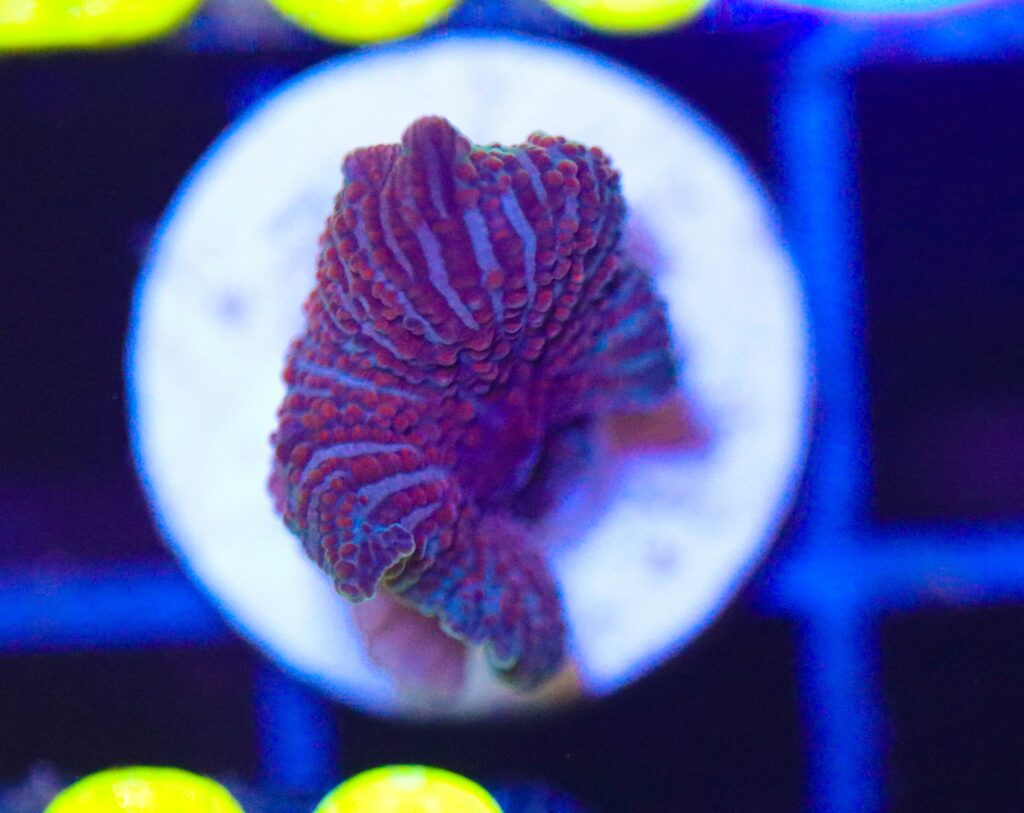 Frag Box Corals