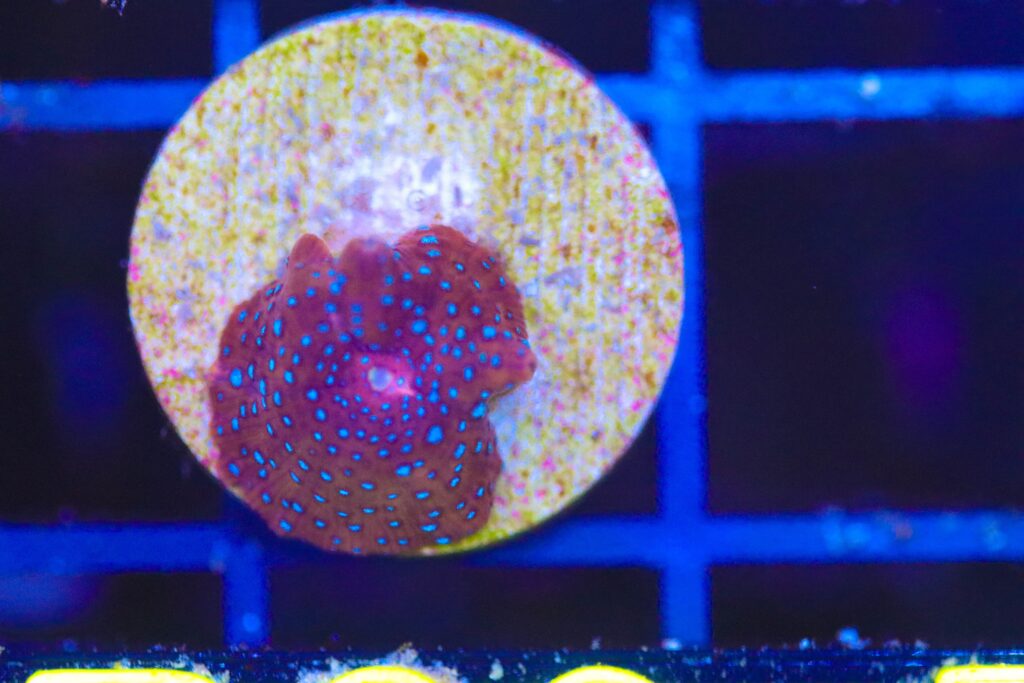 Frag Box Corals