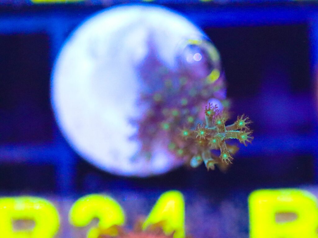 Frag Box Corals