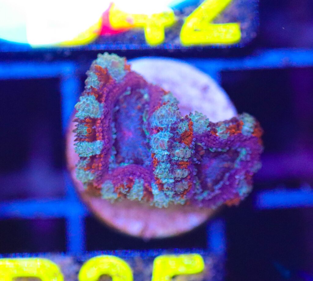 Frag Box Corals