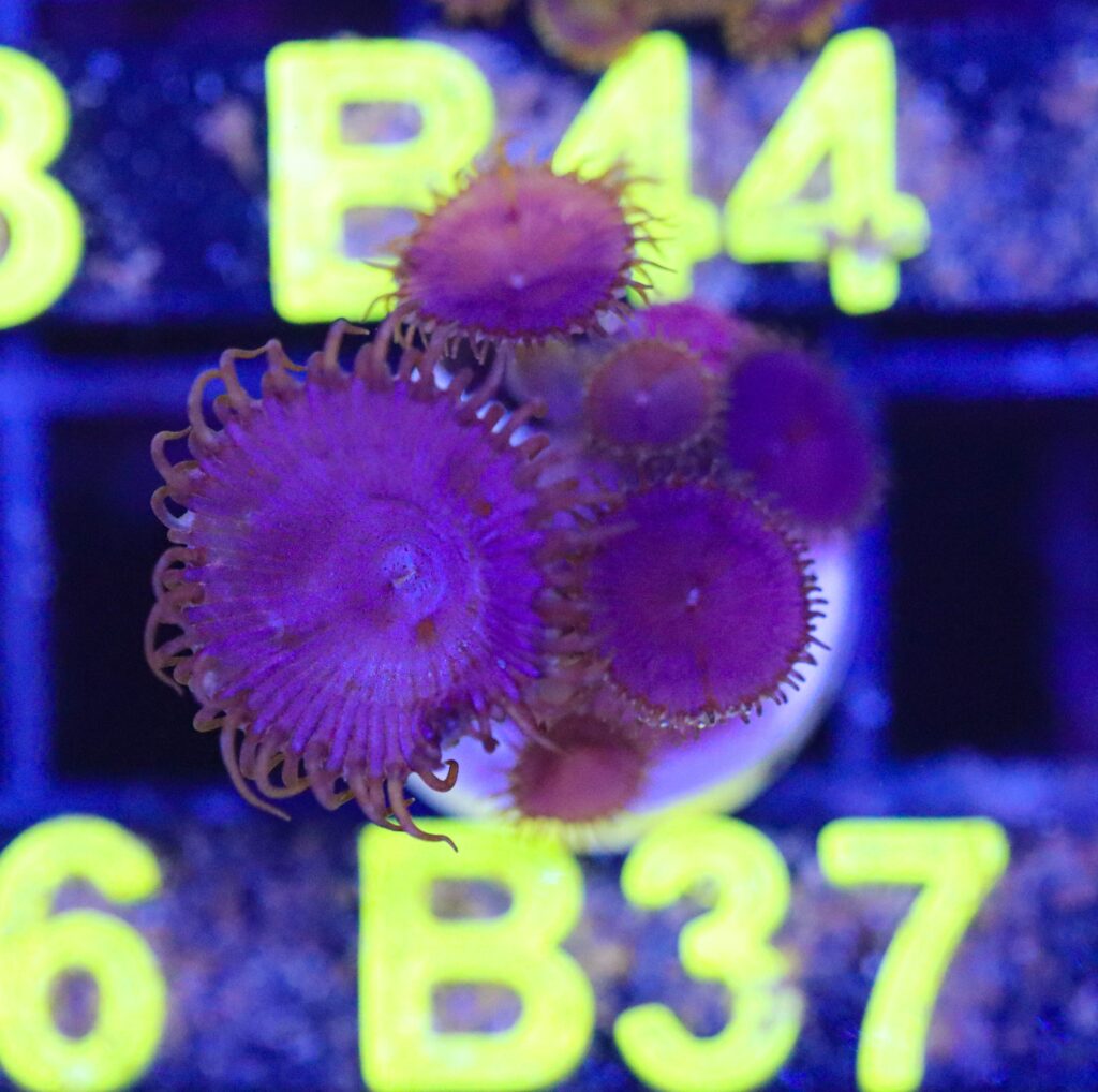 Frag Box Corals