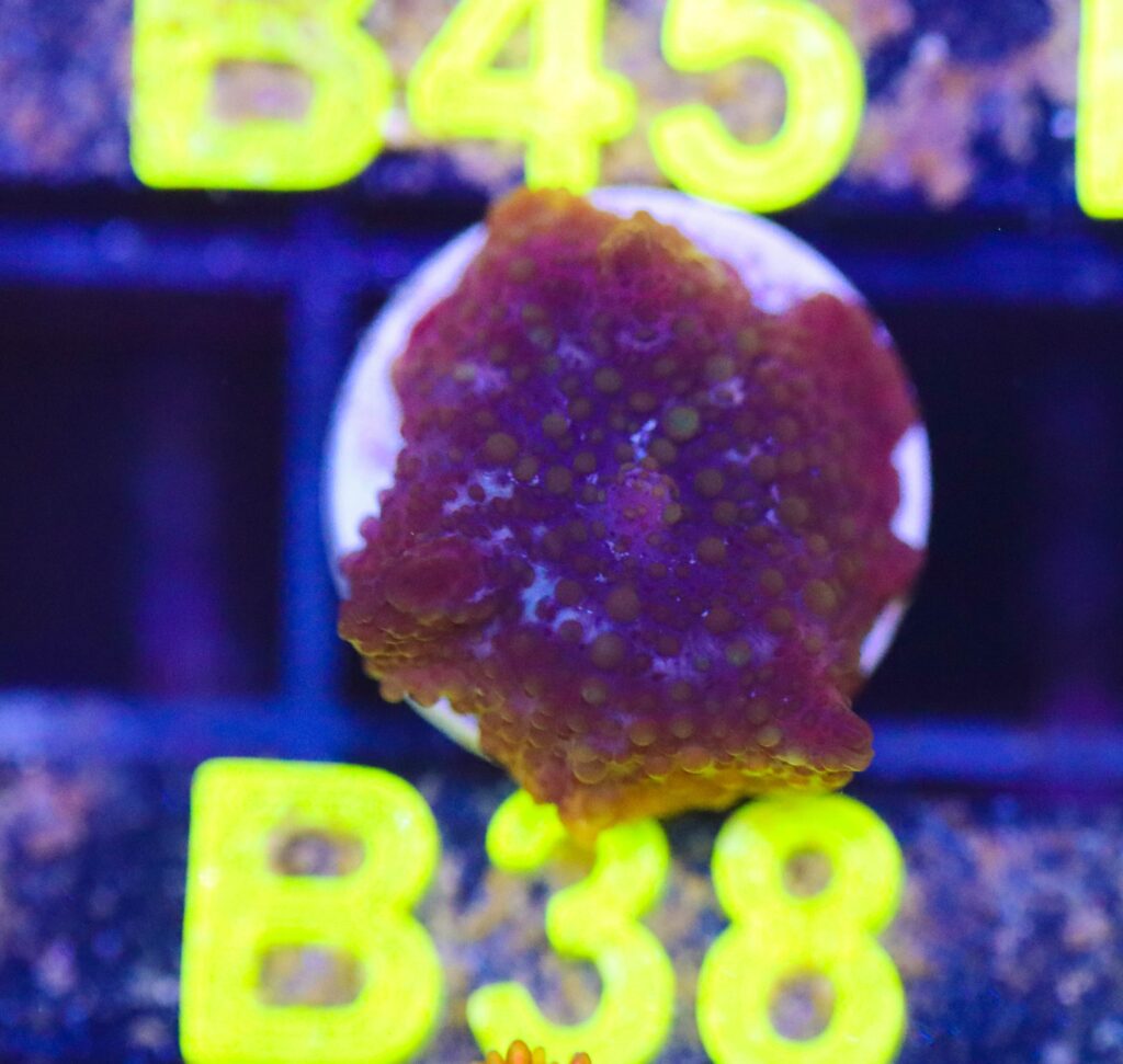 Frag Box Corals