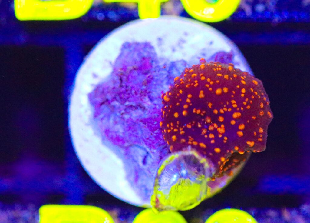 Frag Box Corals