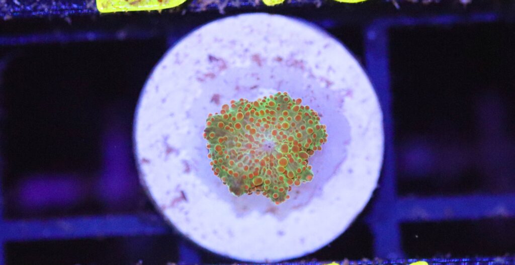 Frag Box Corals