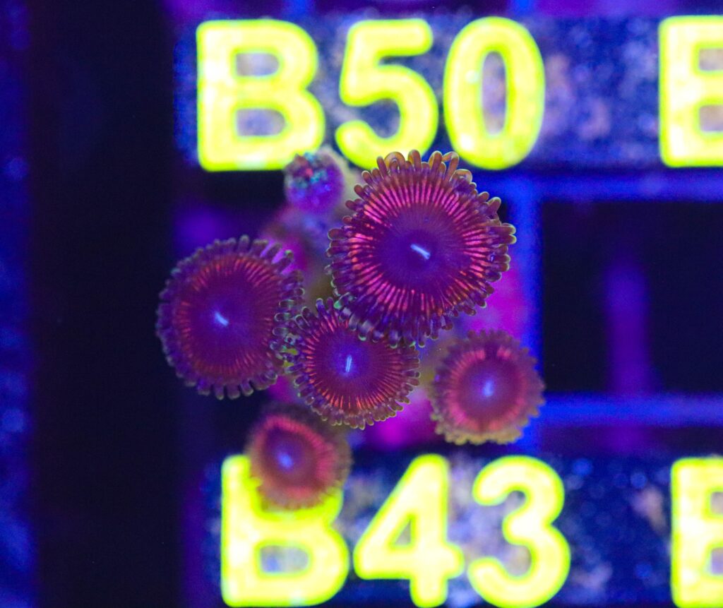 Frag Box Corals