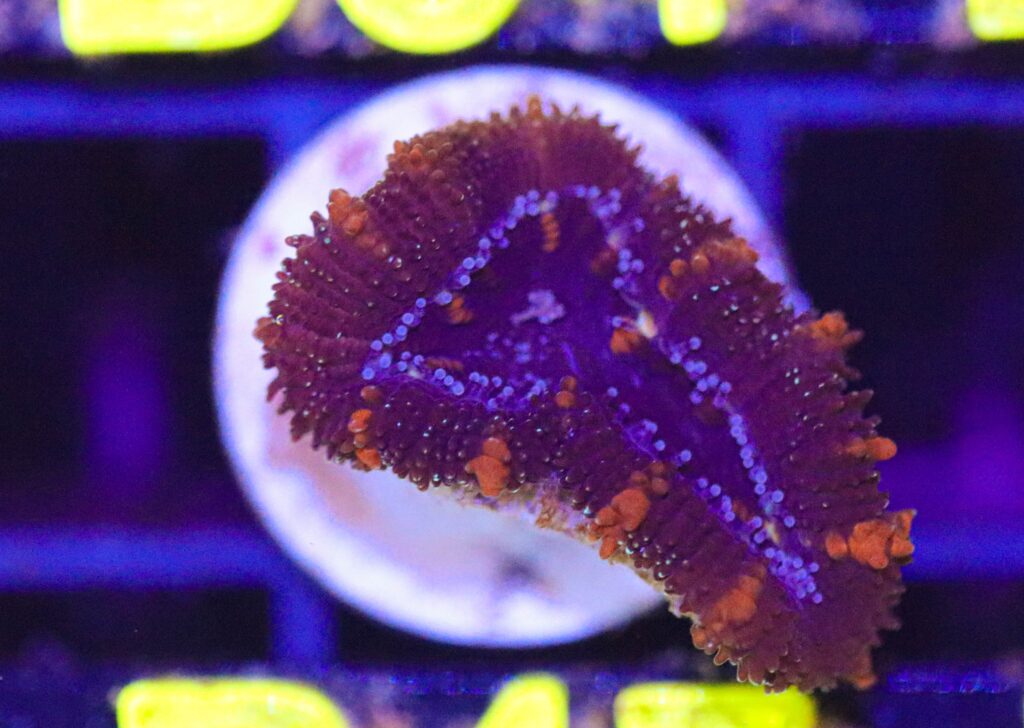 Frag Box Corals