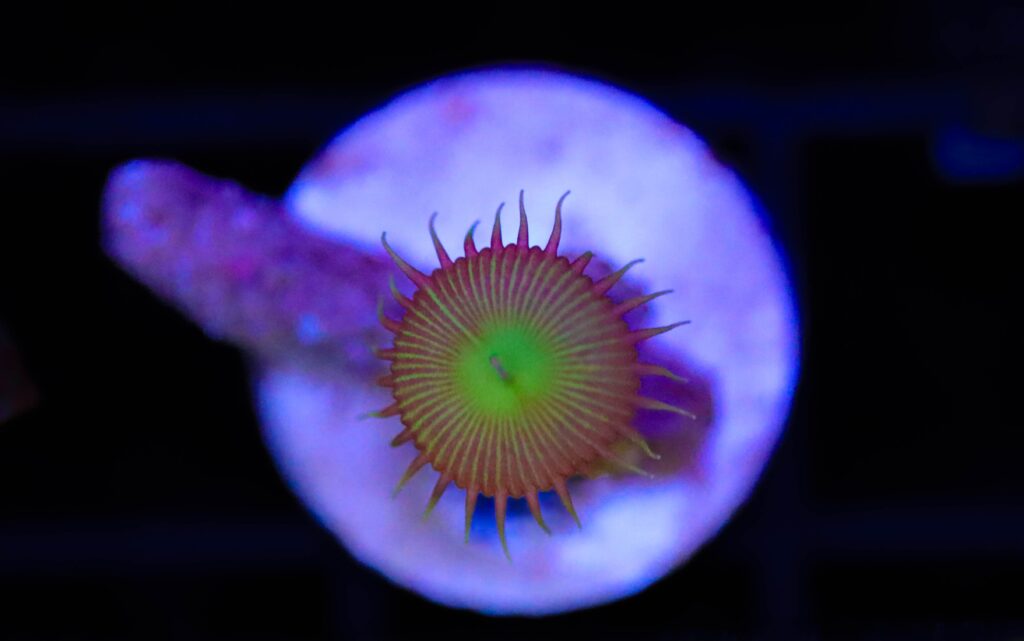 Frag Box Corals