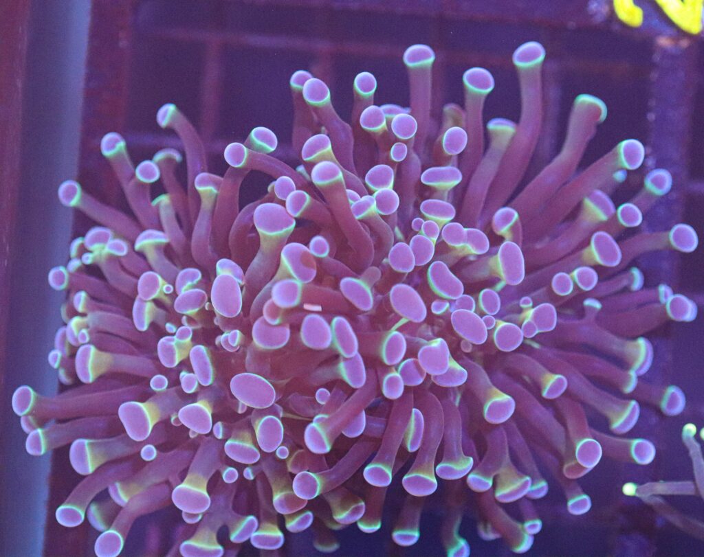 Frag Box Corals