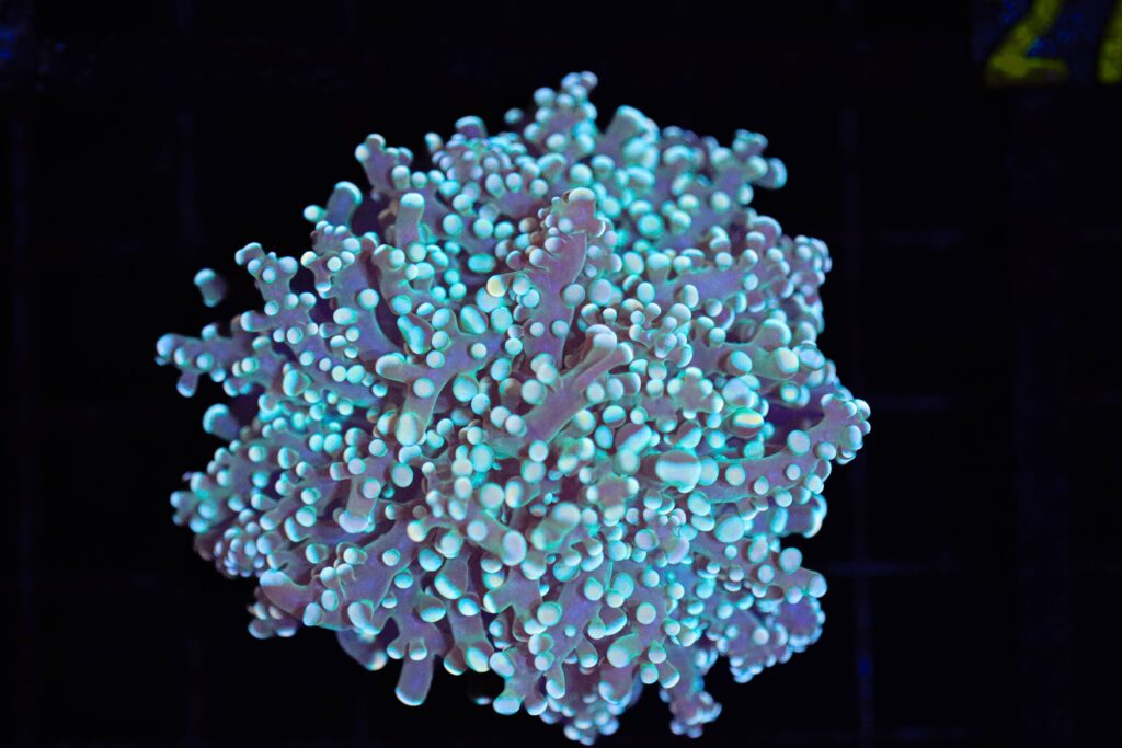 Frag Box Corals