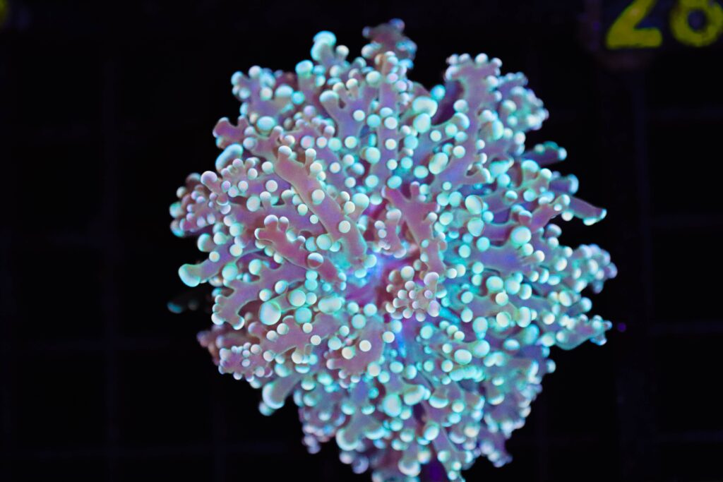 Frag Box Corals