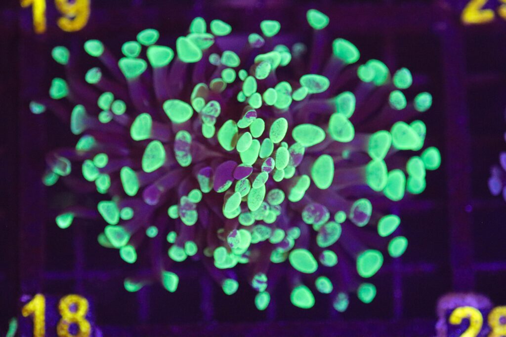Frag Box Corals